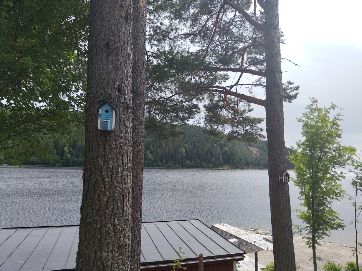 An image of tree with a birdhouse with a tiny birdhouse on it, the sky is cloudy.