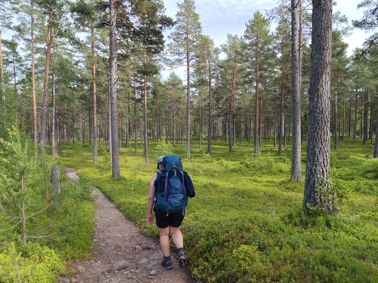 The trail surrounded by the forest with the ground being fully covered by moss and blueberry plants