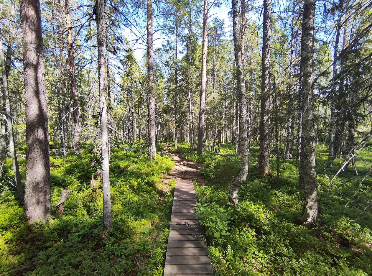 A view of the trail in Skuleskogen, the trail is made of wooden planks, to the left and right the ground is covered in green plants and trees